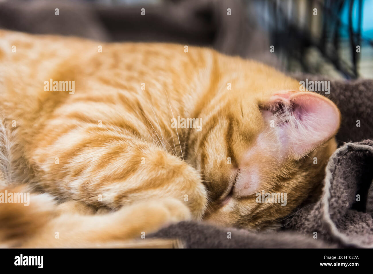 Orange tabby male cat sleeping on towel Stock Photo