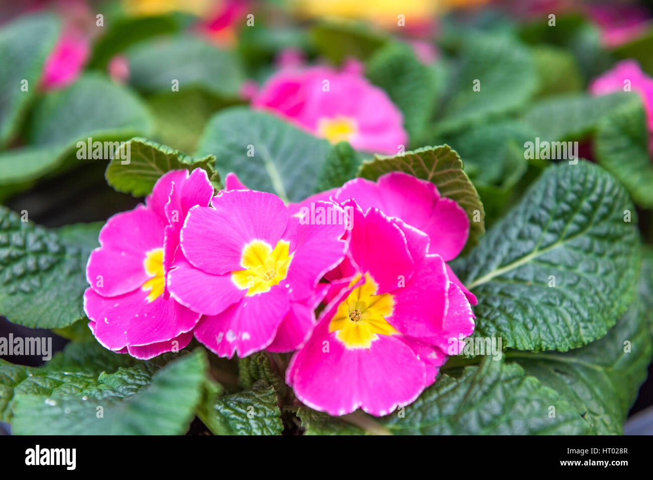 Pink and yellow Primula acaulis orion Rose Frost flowers macro closeup Stock Photo