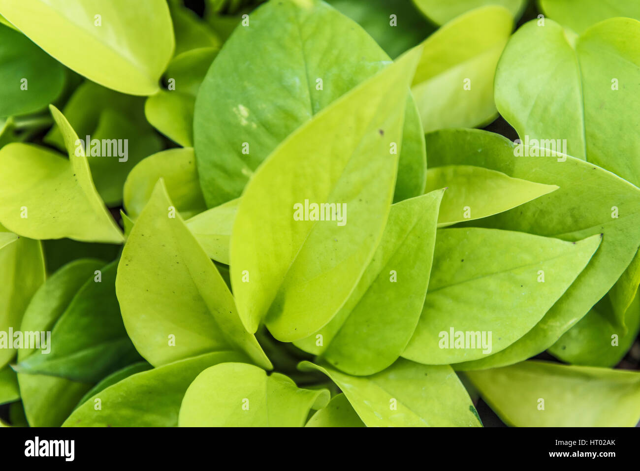 Pothos Wallpaper