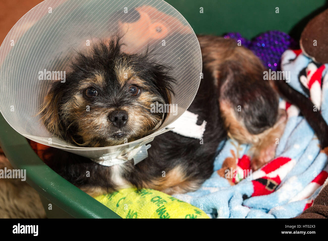 mongrel dog wearing elizabethan collar Stock Photo