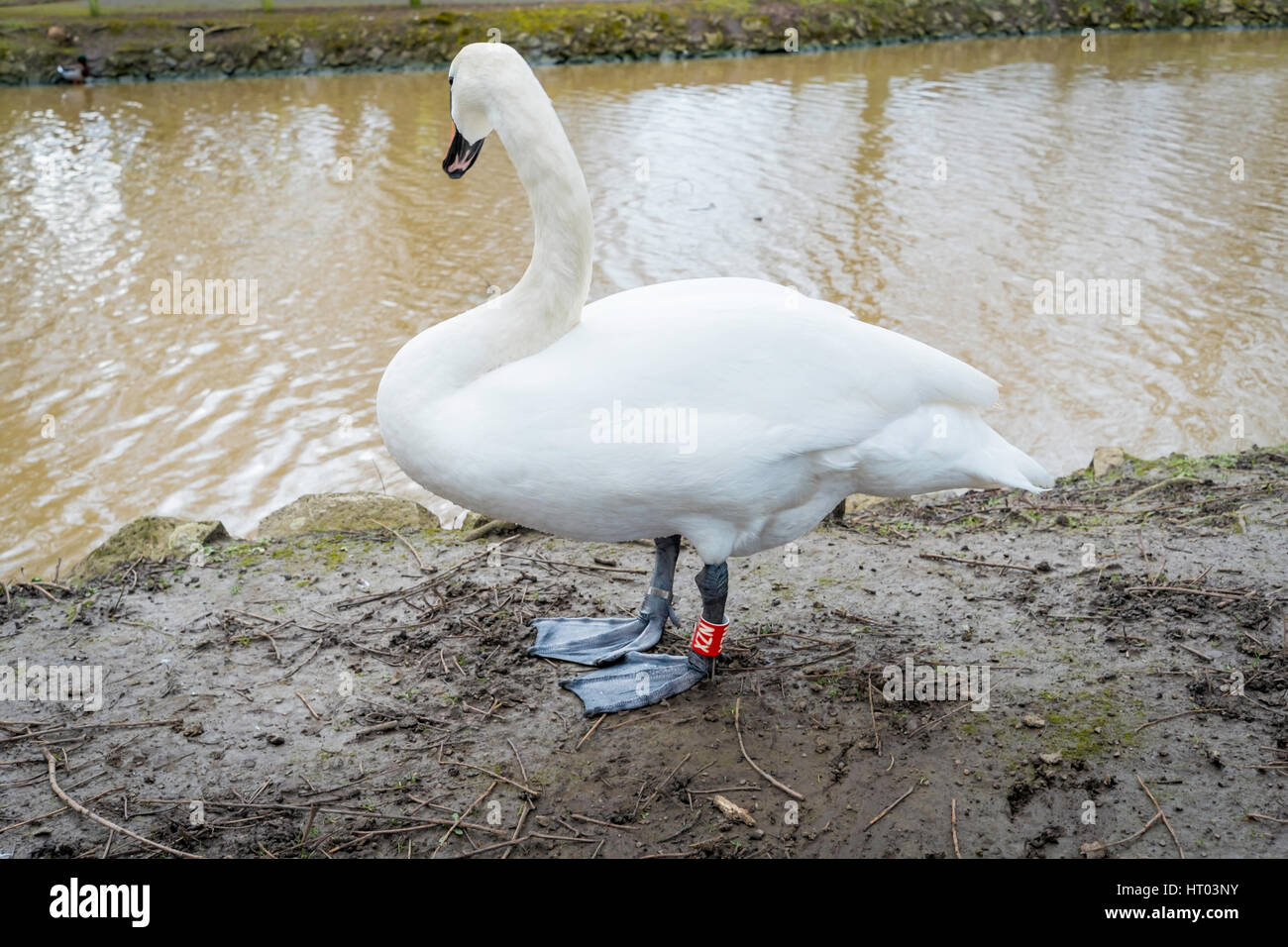 A Mute Swan Cygnus olor with BTO leg rings with 'NZX' shown white on red at Locke Park, Redcar Cleveland North Yorkshire England UK Stock Photo