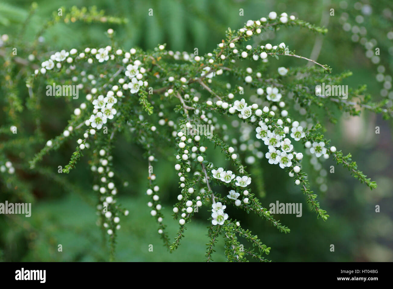 Leptospermum liversidgei Stock Photo