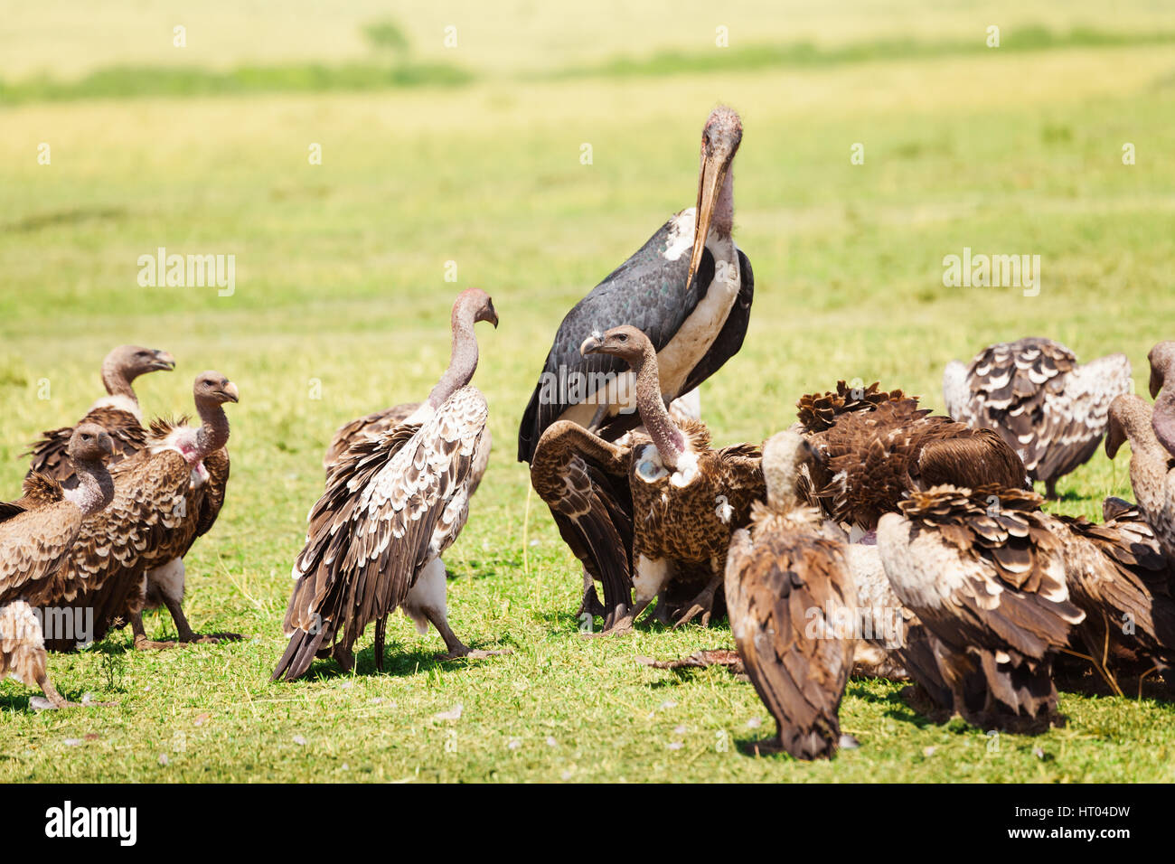 Marabou stork and vultures eating carrion in Kenyan savannah, Africa Stock Photo
