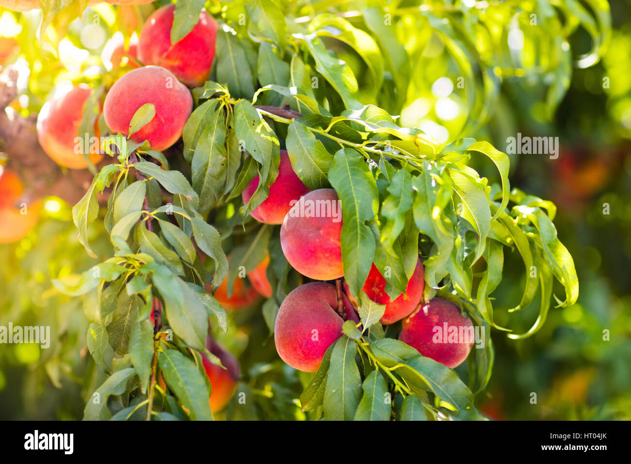 Ripe tasty peach on tree in sunny summer orchard. Pick you own fruit farm with tree ripen freestone peaches. Delicious and healthy organic nutrition.  Stock Photo