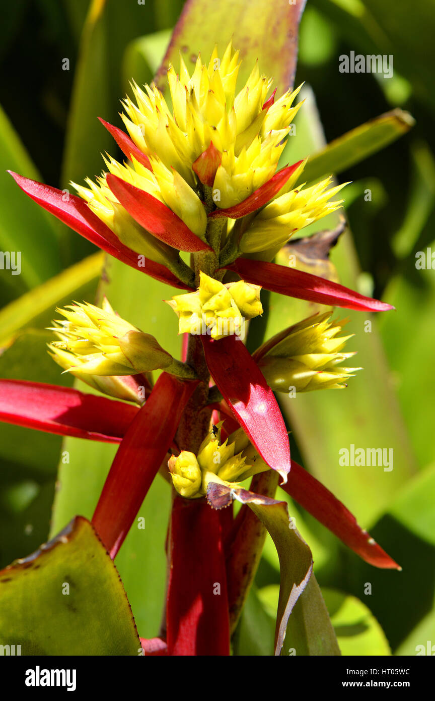 Aechmea callichroma bromeliad flowers Stock Photo