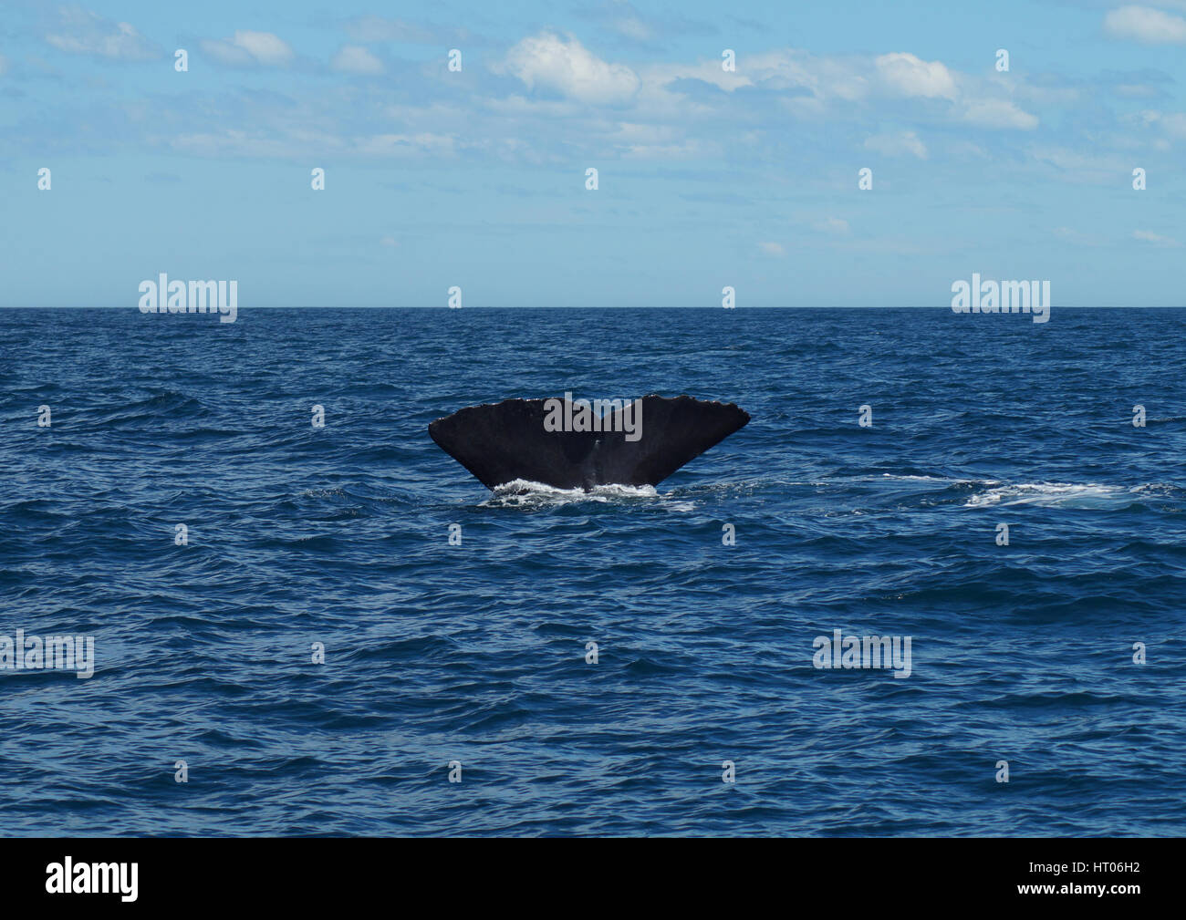 A tail of a diving sperm whale Stock Photo - Alamy