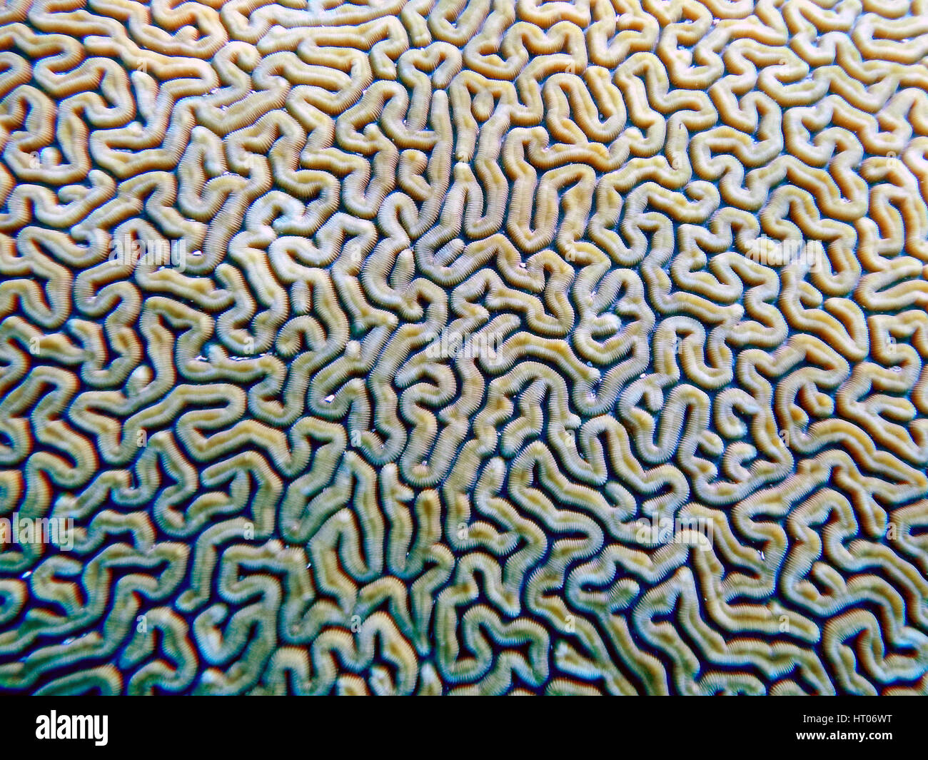 Pattern on brain coral Stock Photo