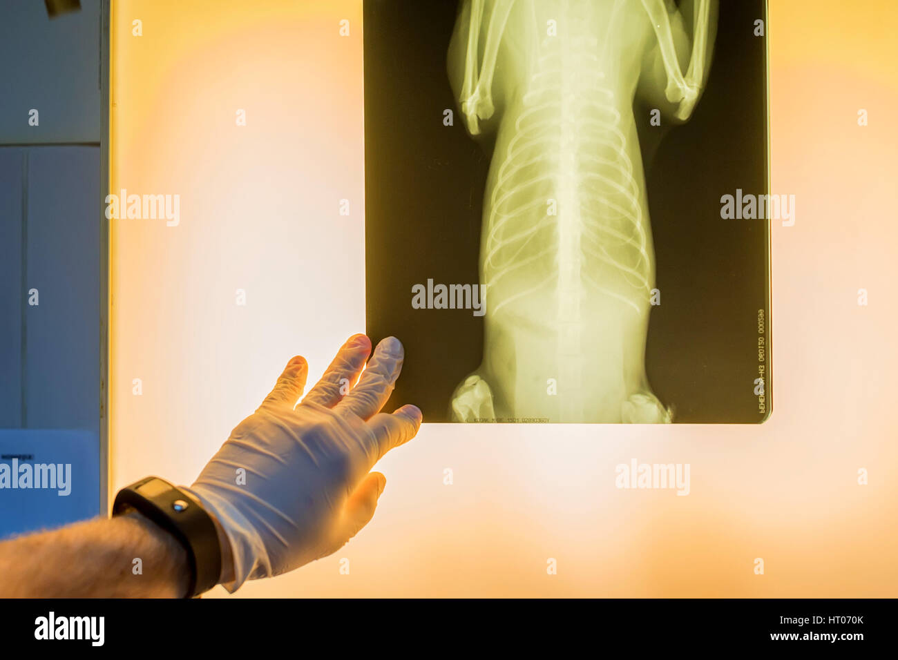 Veterinary doctor examining pet radiograph Stock Photo