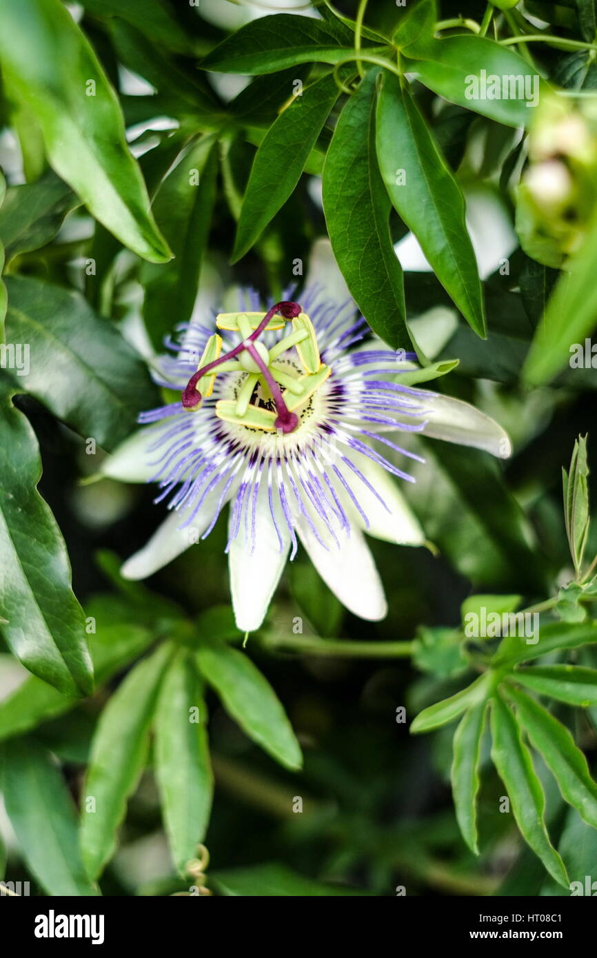 Blooming of the passionflower in the summer Stock Photo