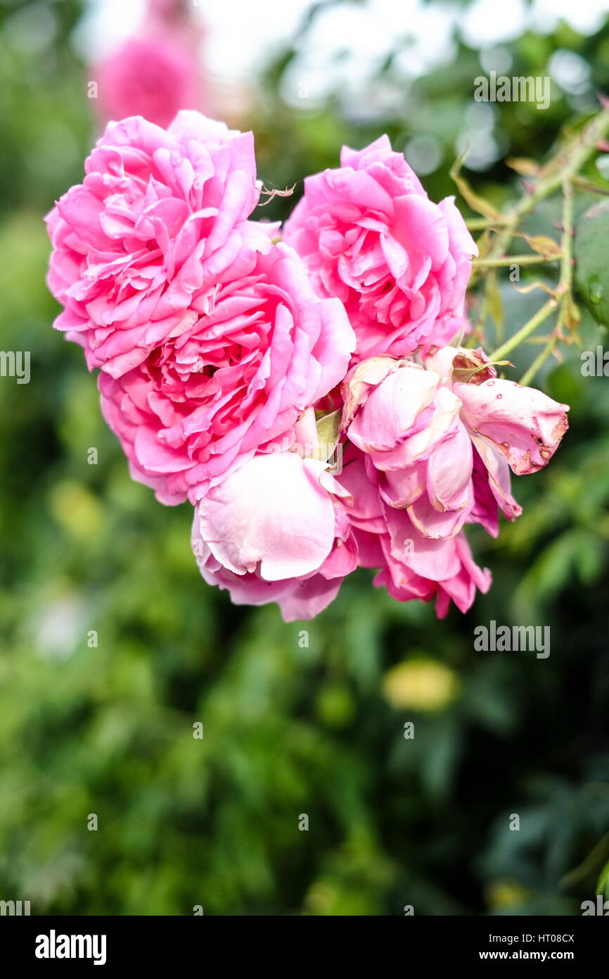 Beautiful pink roses at home garden Stock Photo - Alamy