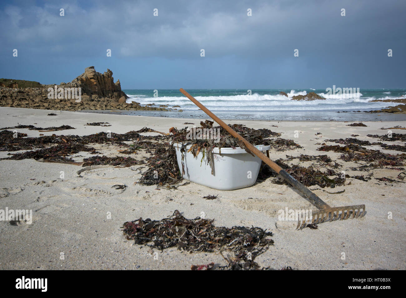 Collecting seaweed at Groac'h Zu beach, Brittany Stock Photo Alamy
