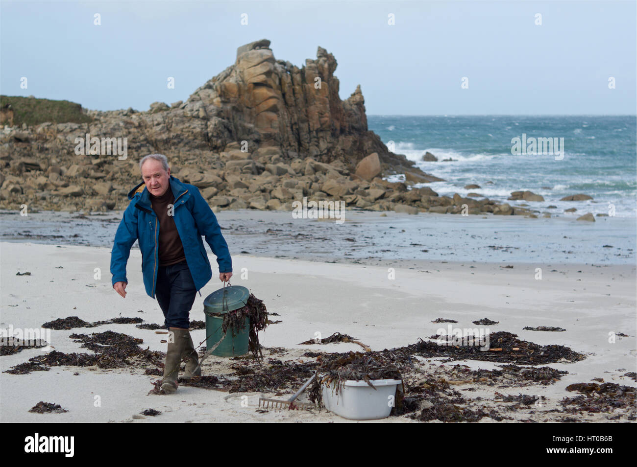 Collecting seaweed at Groac'h Zu beach, Brittany Stock Photo Alamy