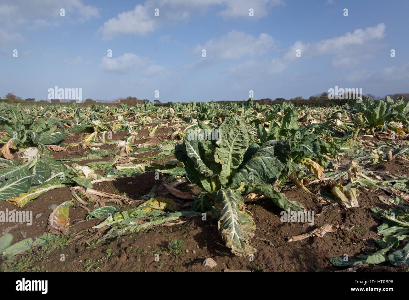 Collard greens aka spring greens aka brassica oleracea growing in a