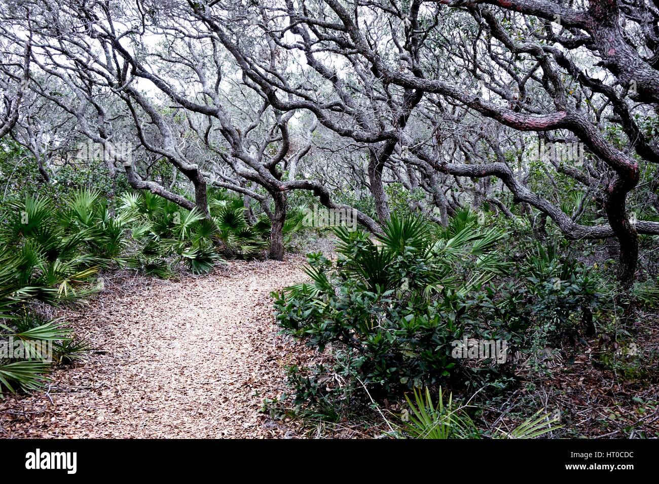 Twisted tree trunks along the Joe Kenner nature trail in Gamble Rogers Memorial State Recreation Area at Flagler Beach Stock Photo