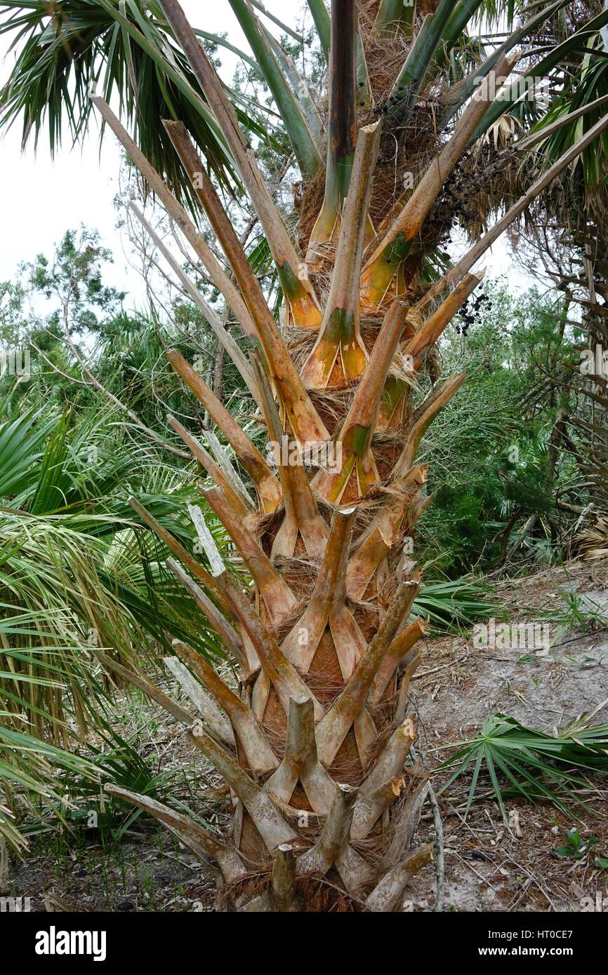 Sabal palm hires stock photography and images Alamy