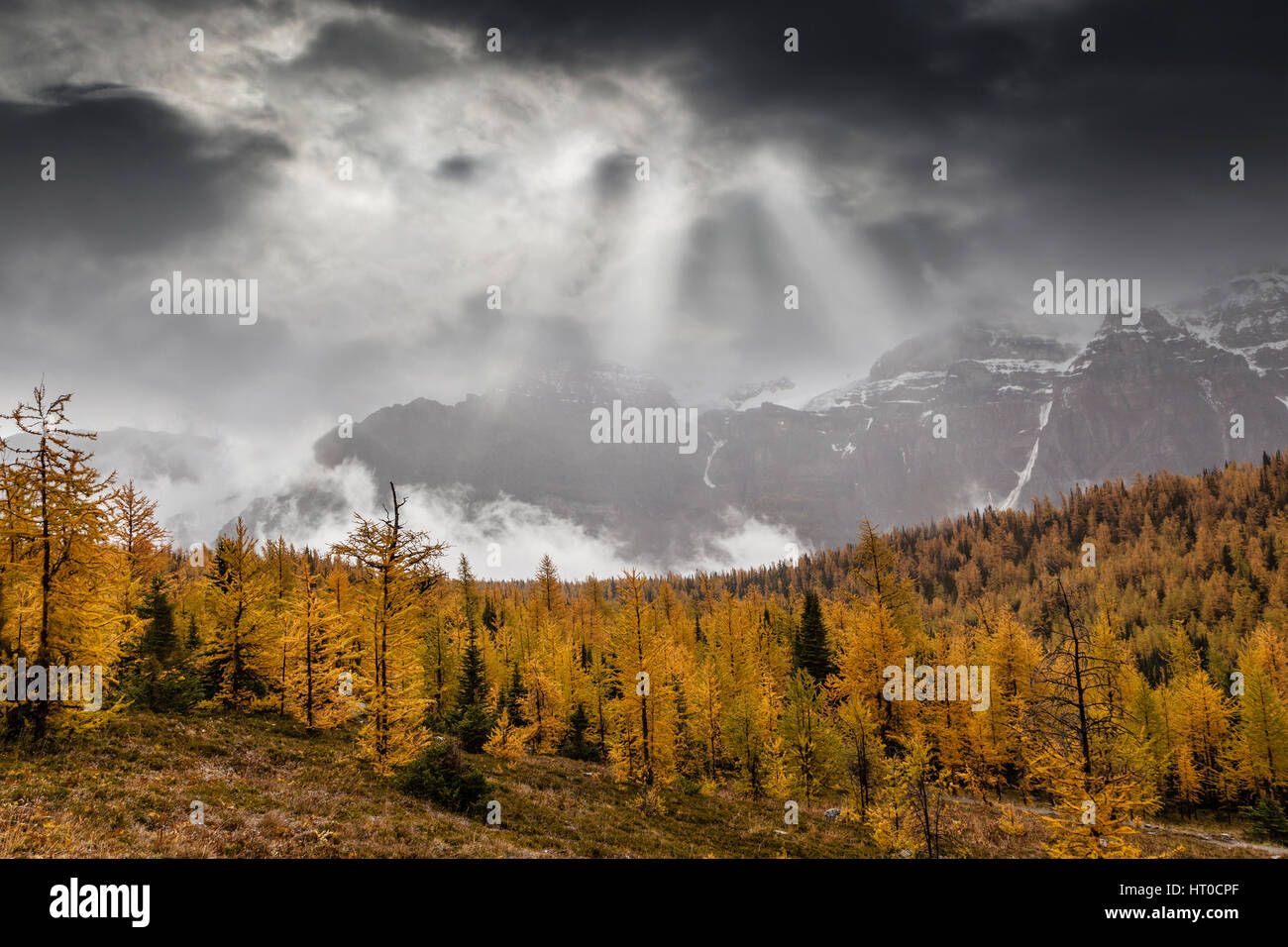 Golden larch trees dot the autumn landscape of Larch Valley near Lake Louise, Alberta, Canada. The sun's rays break through a cloudy day as fog surrou Stock Photo