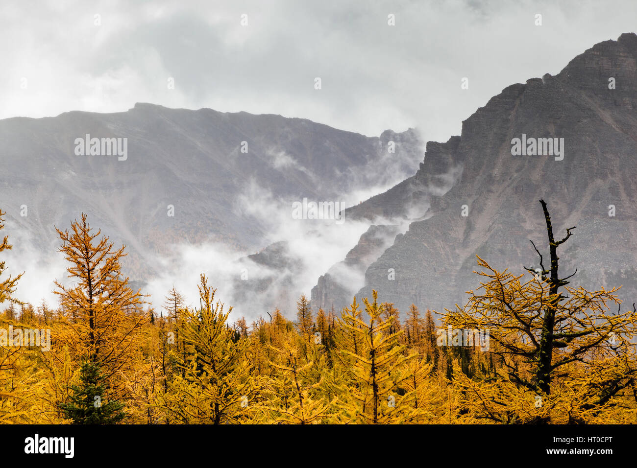 Golden larch trees dot the autumn landscape of Larch Valley near Lake Louise, Alberta, Canada, as fog surrounds the Valley of Ten Peaks in the backgro Stock Photo