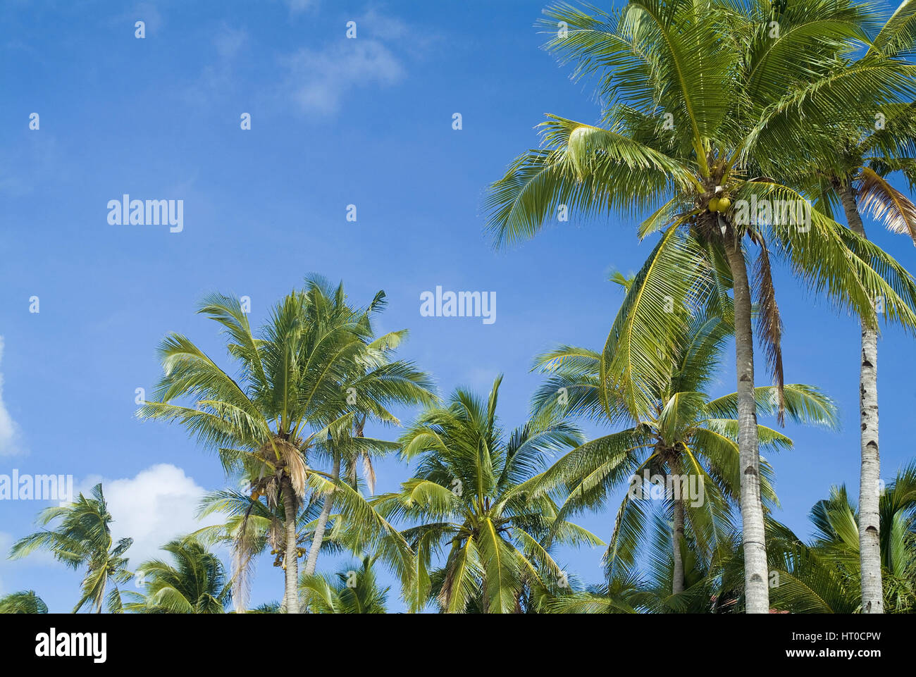 Palmen am Strand - palms on the beach Stock Photo - Alamy