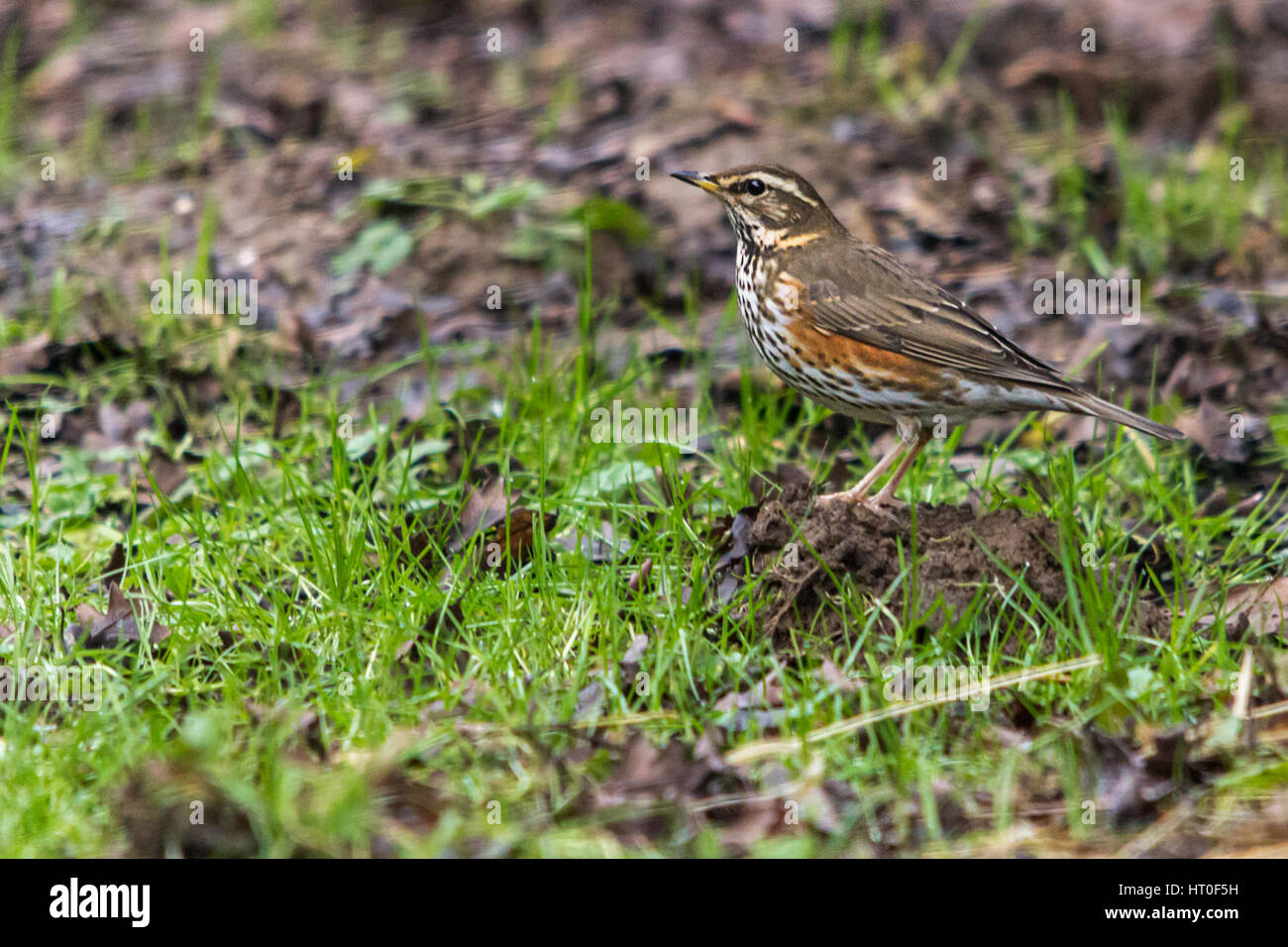 Redwing turdus Ilicus bird winter wildlife uk visitor thrush with red flanks and underwings. White stripe over eye spotted pale underparts eats worms Stock Photo