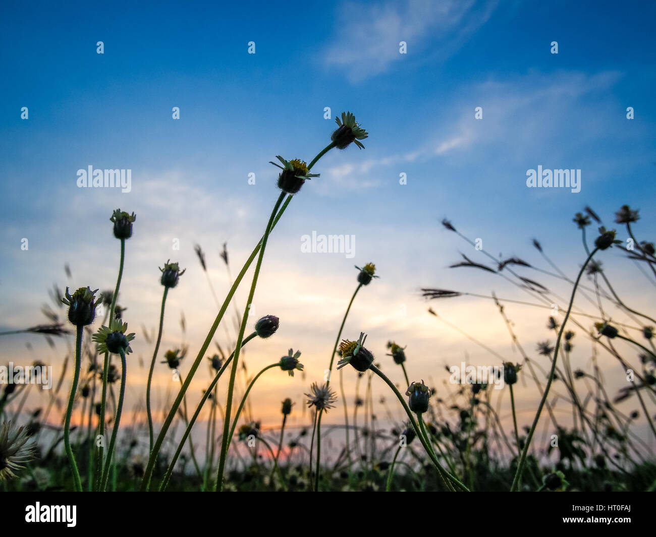 grass flower in the evening light Stock Photo