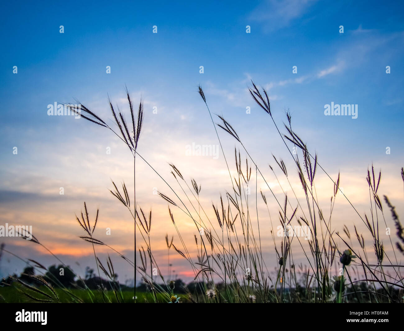 grass flower in the evening light Stock Photo