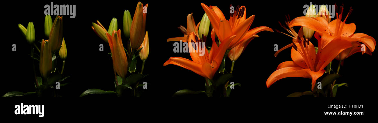 Time lapse series of orange Asiatic Lily flowers blooming. Stock Photo