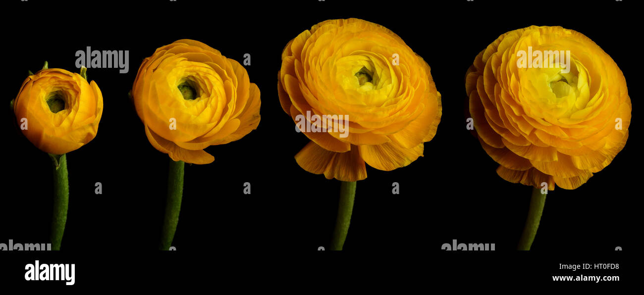 Time lapse series of a yellow Ranunculus flower blooming. Stock Photo