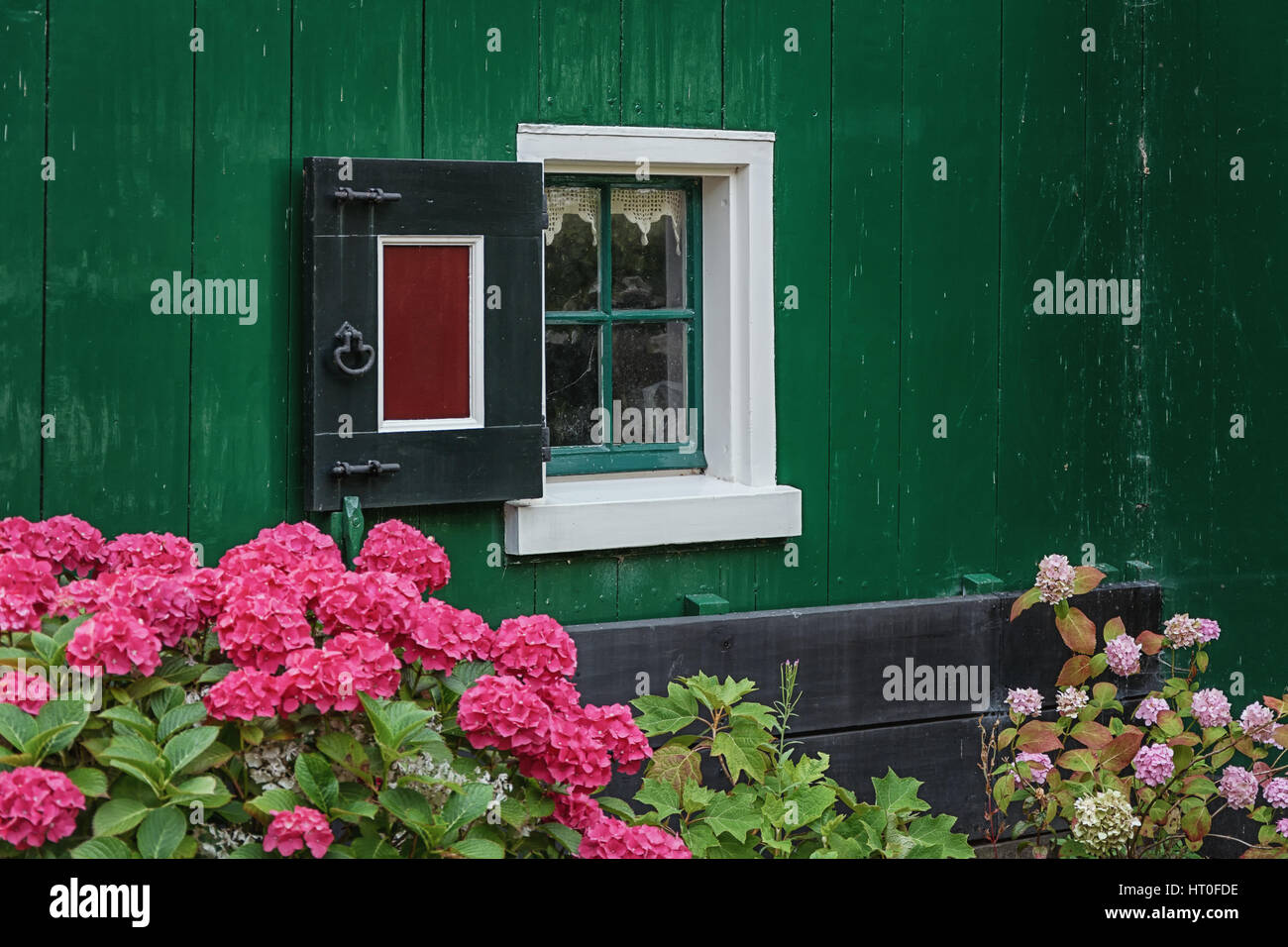 Small window with shutters in the wall of a house in the foreground hydrangeas Stock Photo