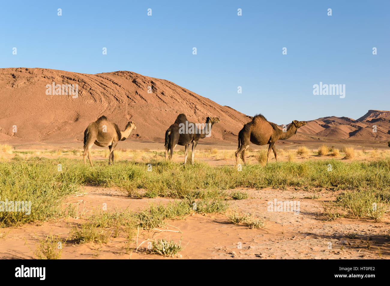 Three Arabian camels, Camelus dromedarius, walking in the landscape of