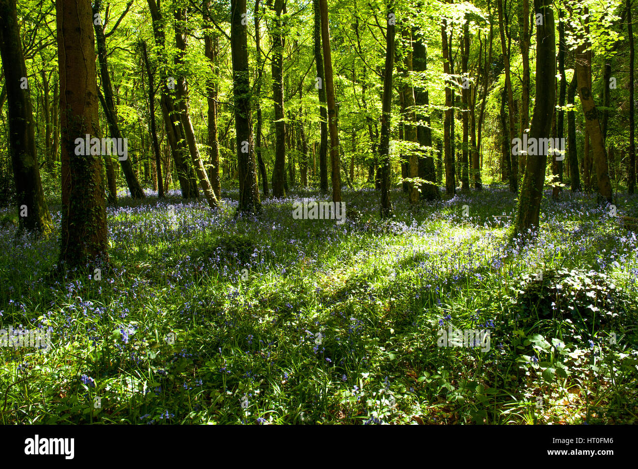 Beautiful sunny day in spring forest Stock Photo