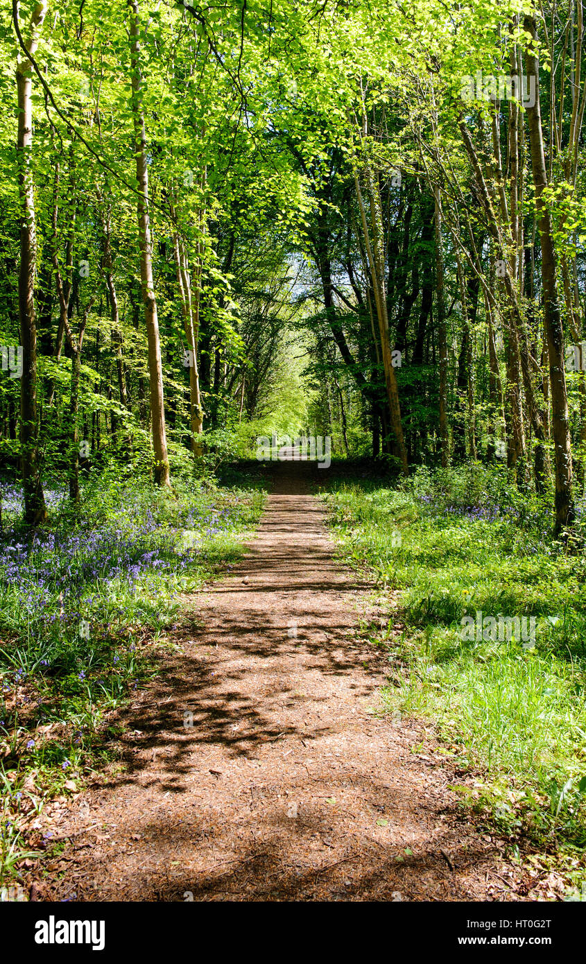 Beautiful footpath in spring  forest Stock Photo