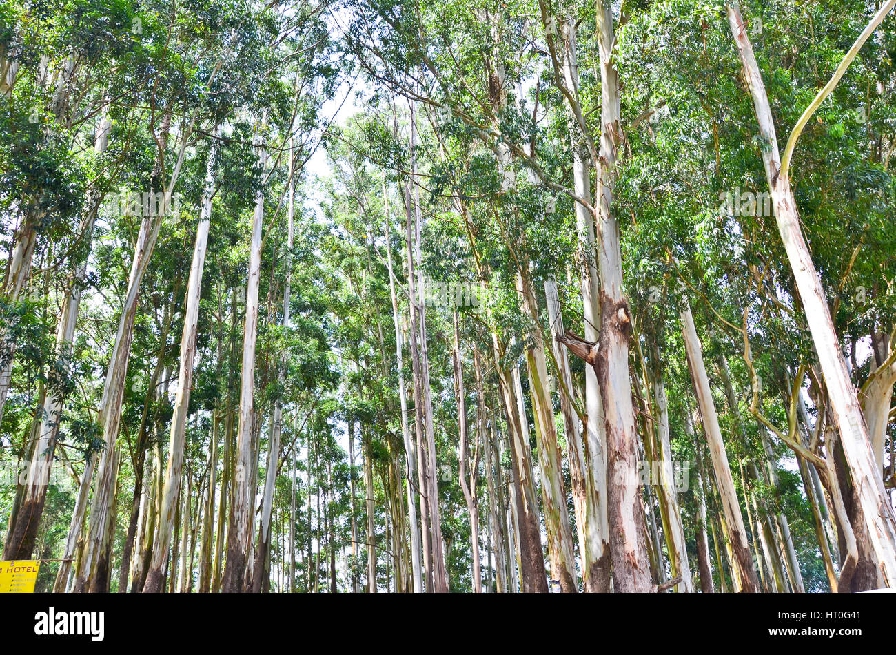Gum Tree India Stock Photos & Gum Tree India Stock Images - Alamy