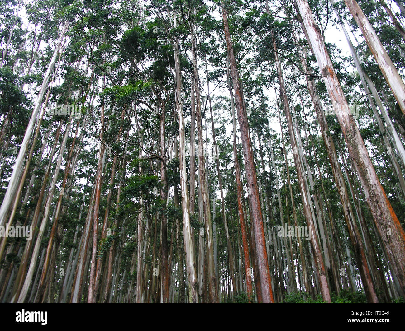 Eucalyptus tree ooty india hi-res stock photography and images - Alamy