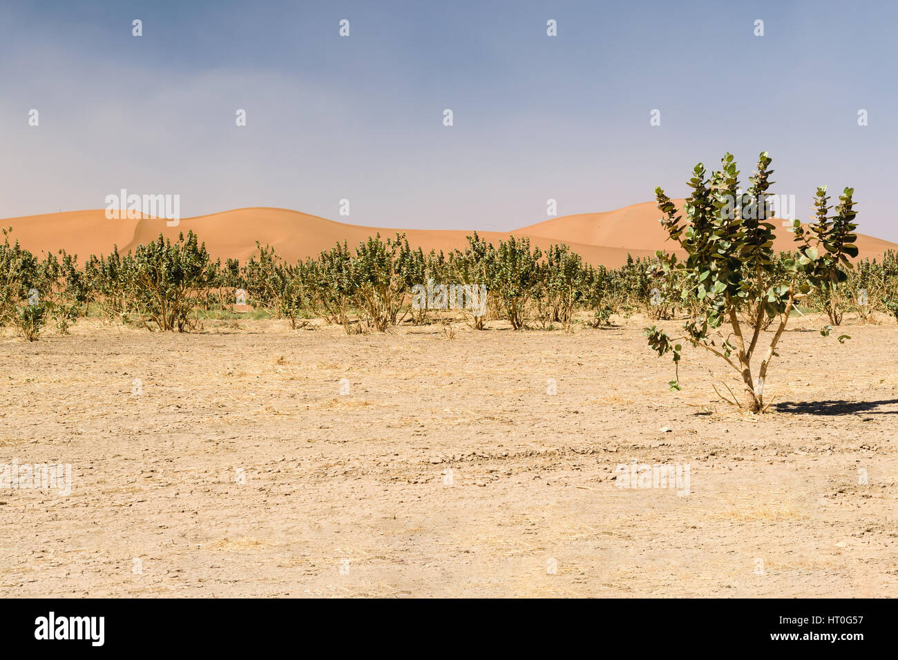 The sand dunes of the desert Erg Chegaga in Morocco with some trees in the foreground. Stock Photo
