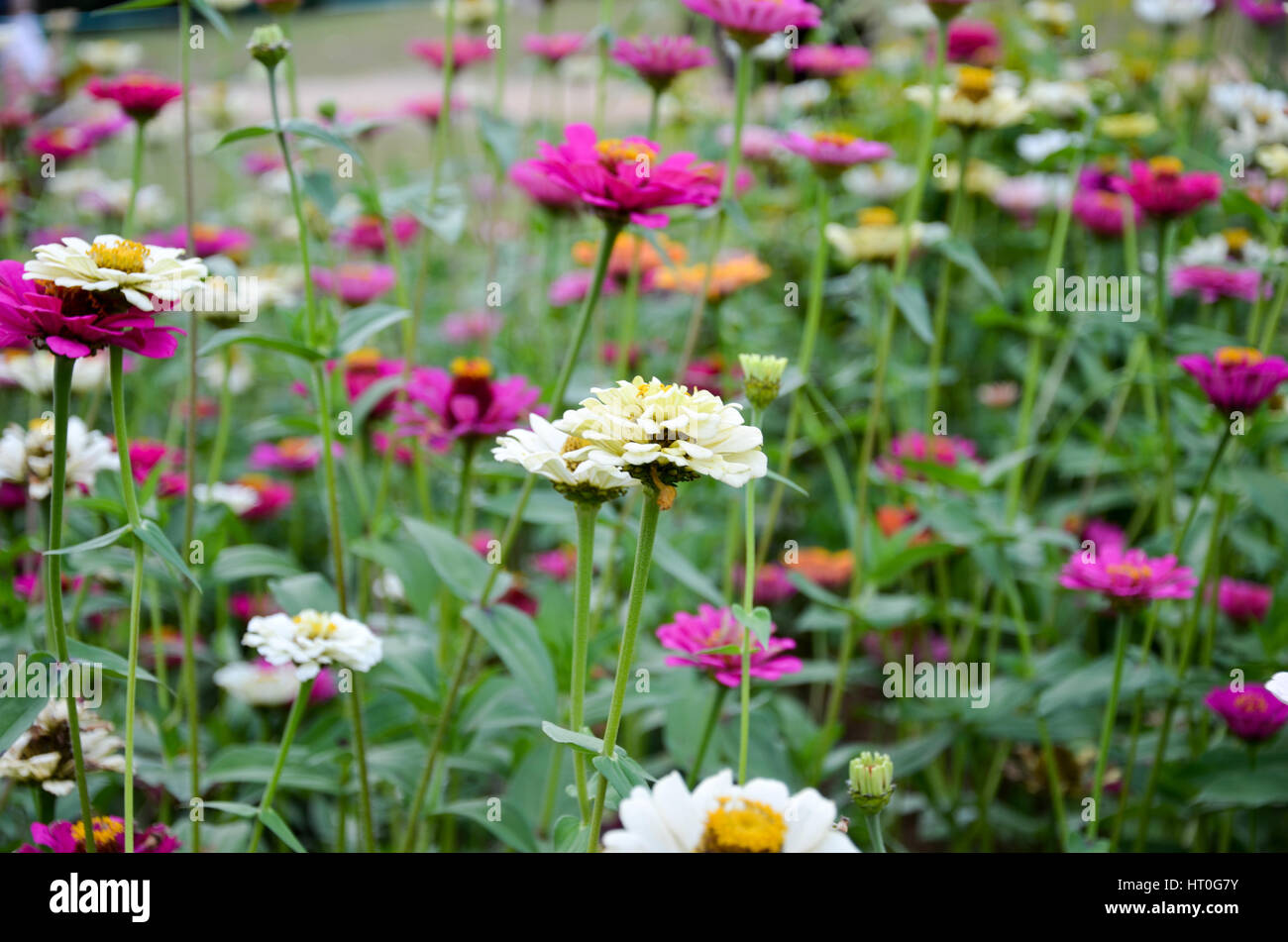 Beautiful flower garden with colourful flowers at Munnar, Kerala, India Stock Photo