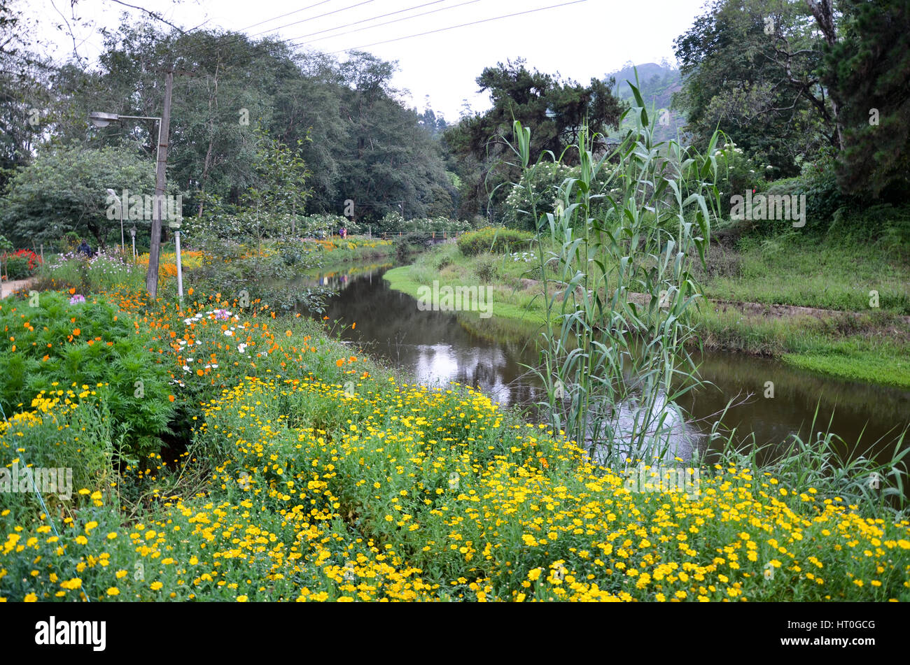 Beautiful flower garden with colourful flowers at Munnar, Kerala, India