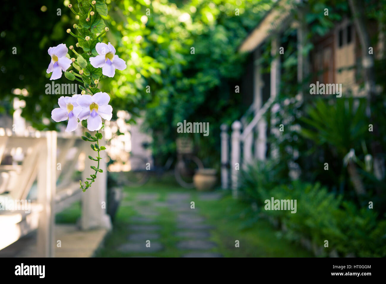Tropical flowers on a blurred background of garden and summer house in a  Sunny morning. A beautiful place for rest and relaxation Stock Photo - Alamy