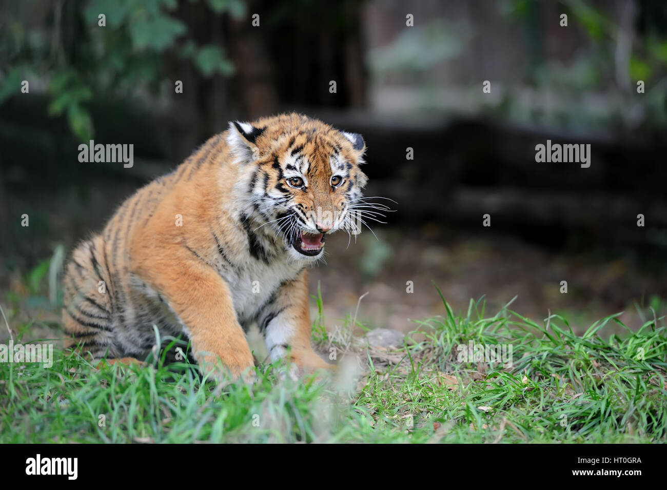Close up siberian tiger cub in grass Stock Photo