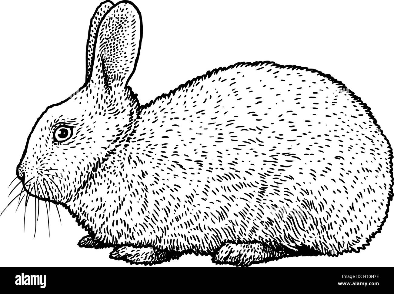 Rabbit illustration, drawing, engraving, ink, line art, vector Stock Vector