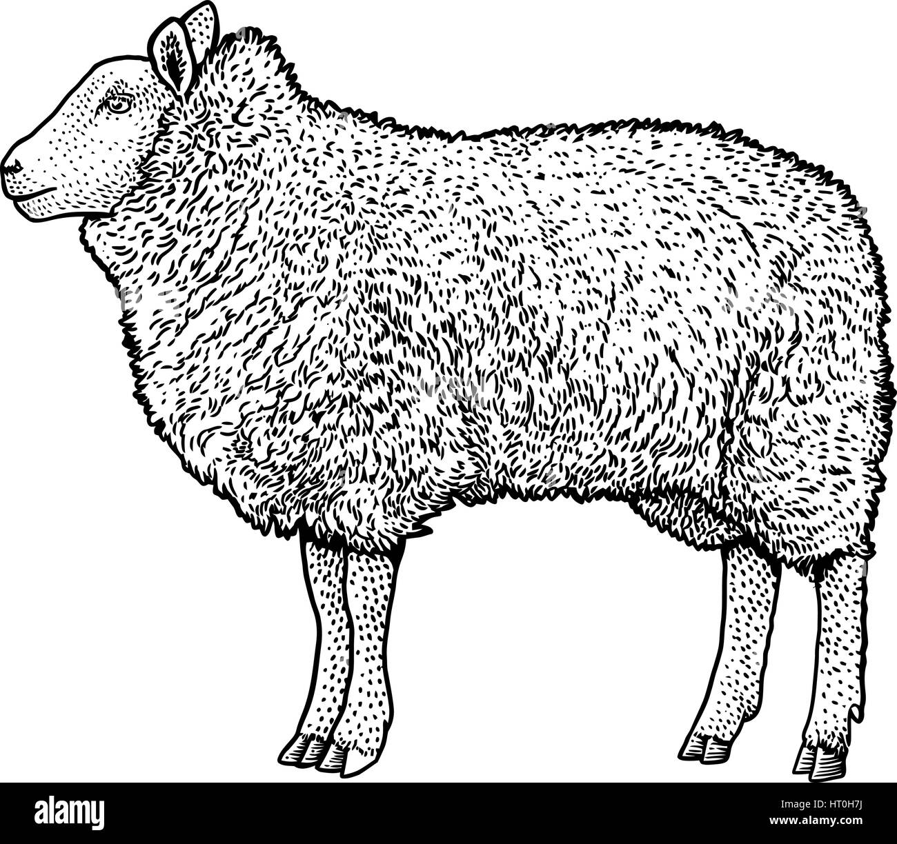 Sheep illustration, drawing, engraving, ink, line art, vector Stock Vector