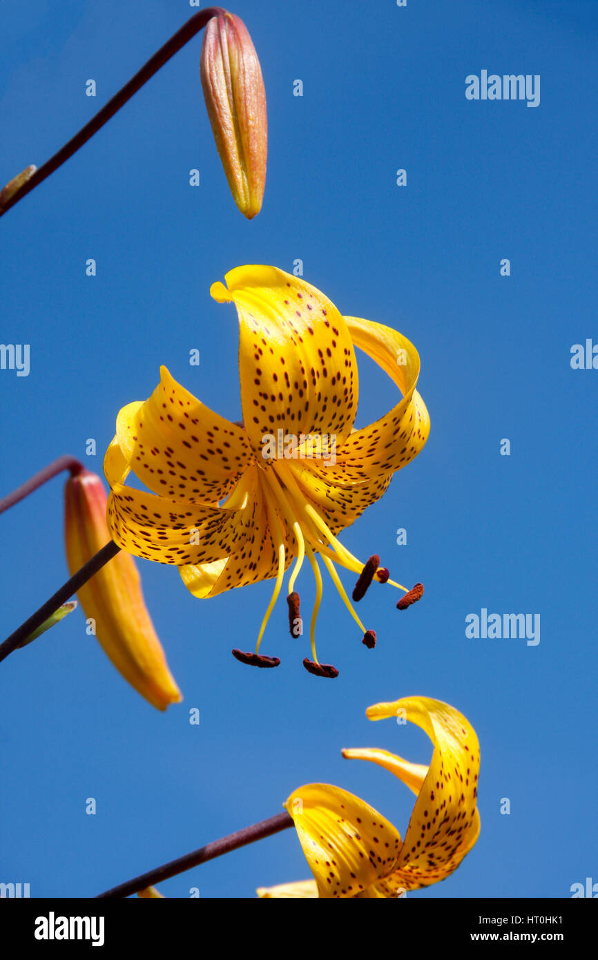Close up of yellow flower of Lilium Henryi (Tiger Lily) named after plant hunter Augustine Henry Stock Photo