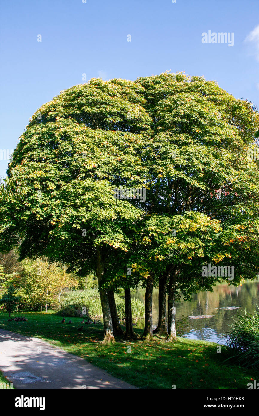 Small clump of Acer Cappadocicum (Cappadocian Maple) Stock Photo