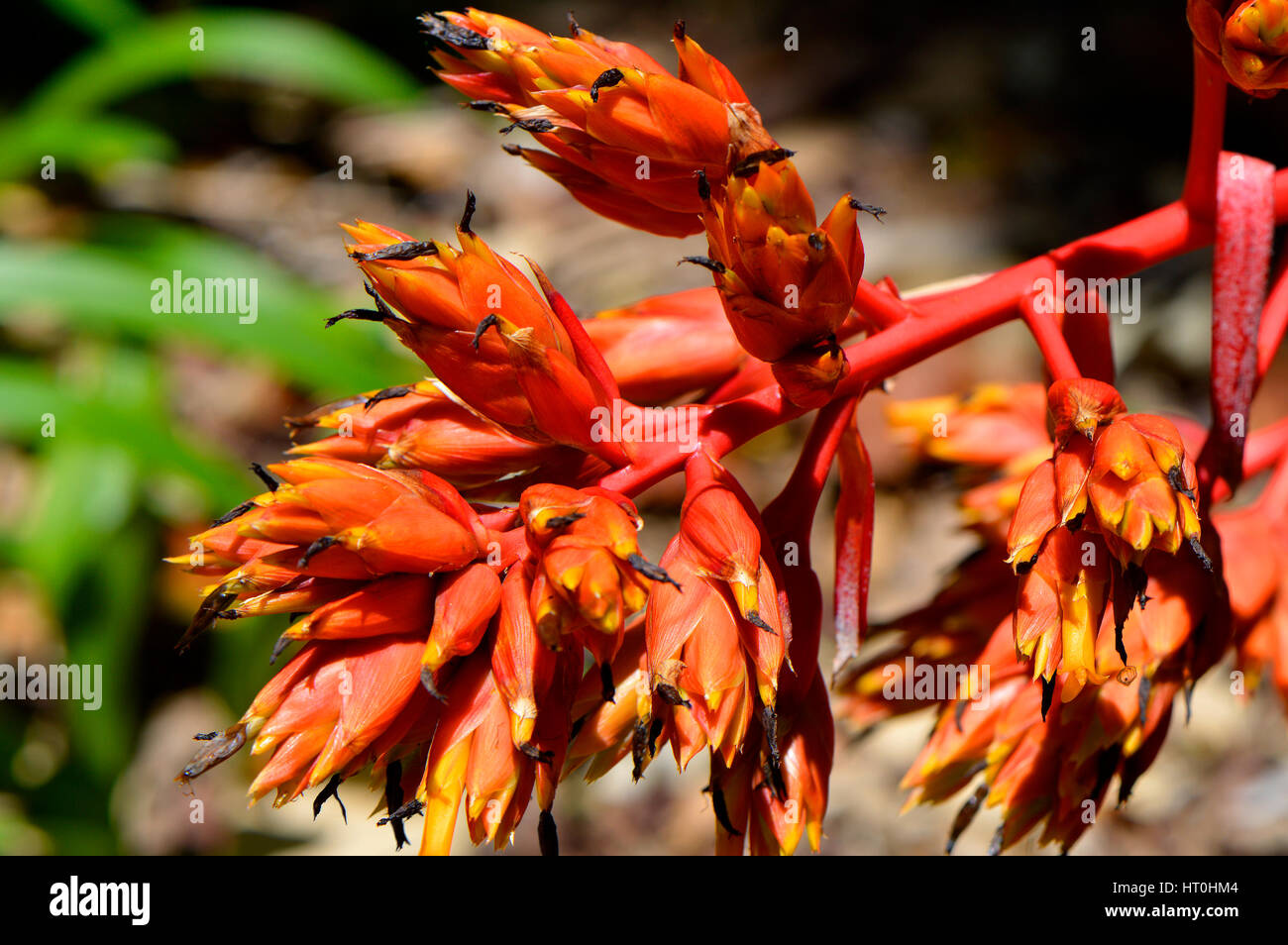 Aechmea rubens bromeliad flowers Stock Photo