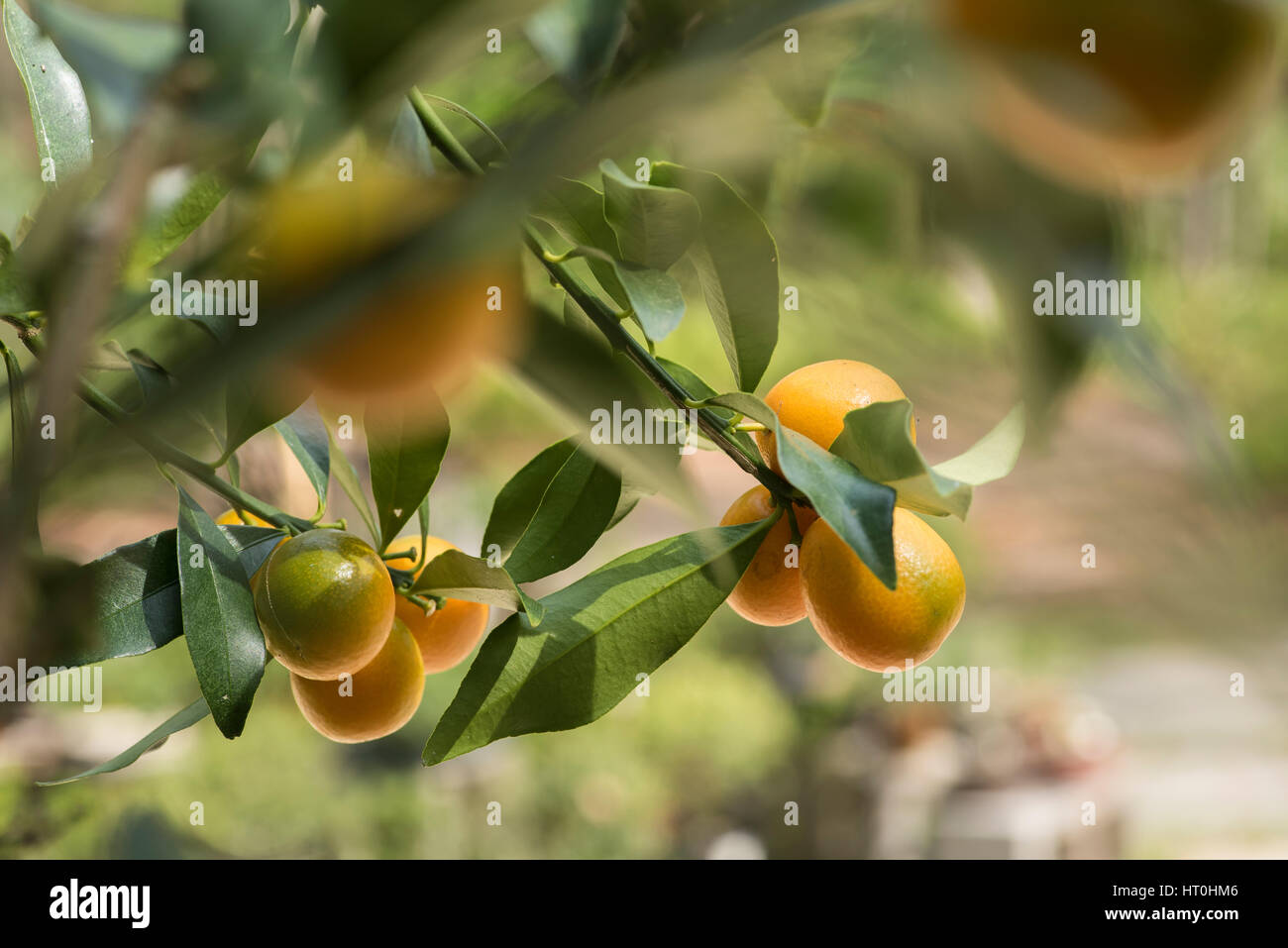 Kumquat fruit on tree Stock Photo