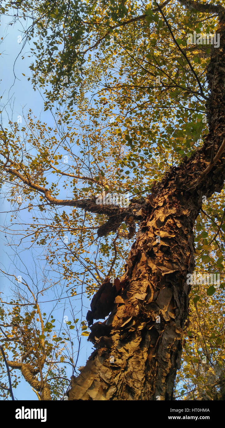 Paper Birch tree limb Stock Photo