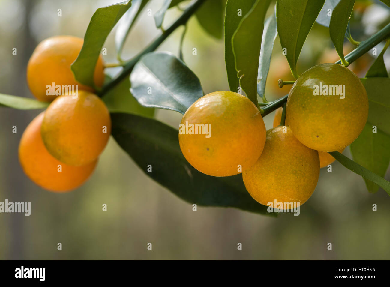 Kumquat fruit on tree Stock Photo
