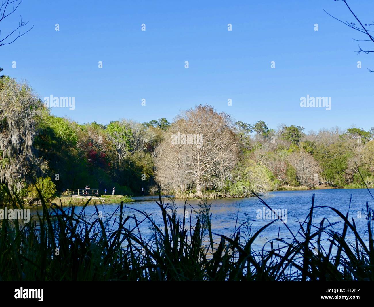Lake Alice on the Universiity of Fkorida campus, where students