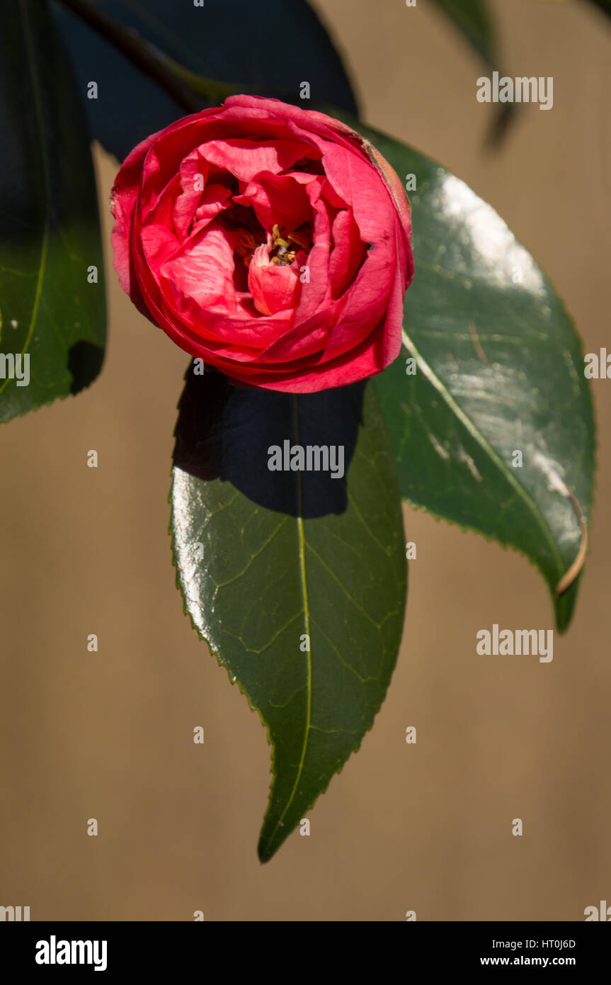 Japanese Camellia flower Stock Photo Alamy