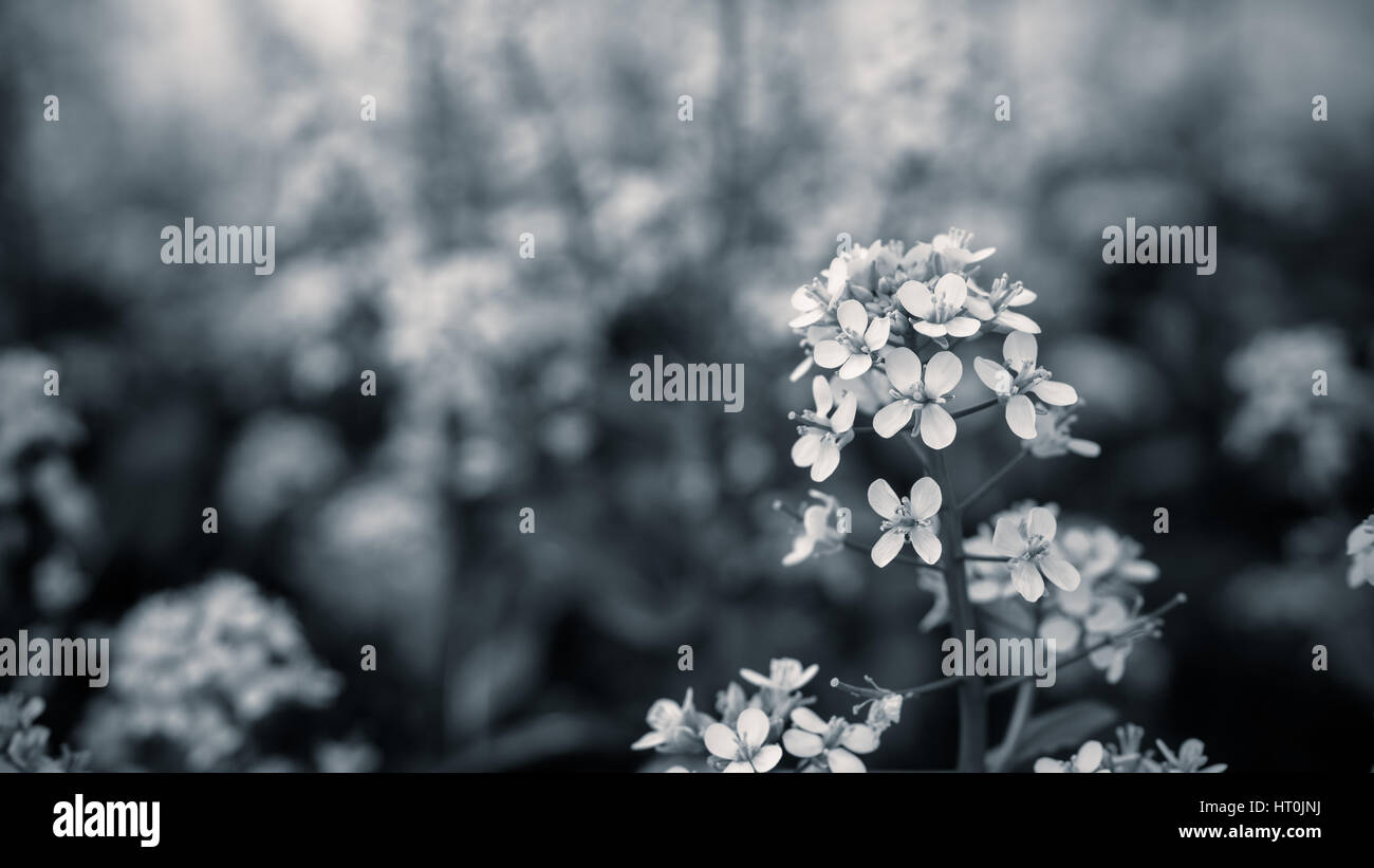 Close up mustard flower with black and white color. Stock Photo