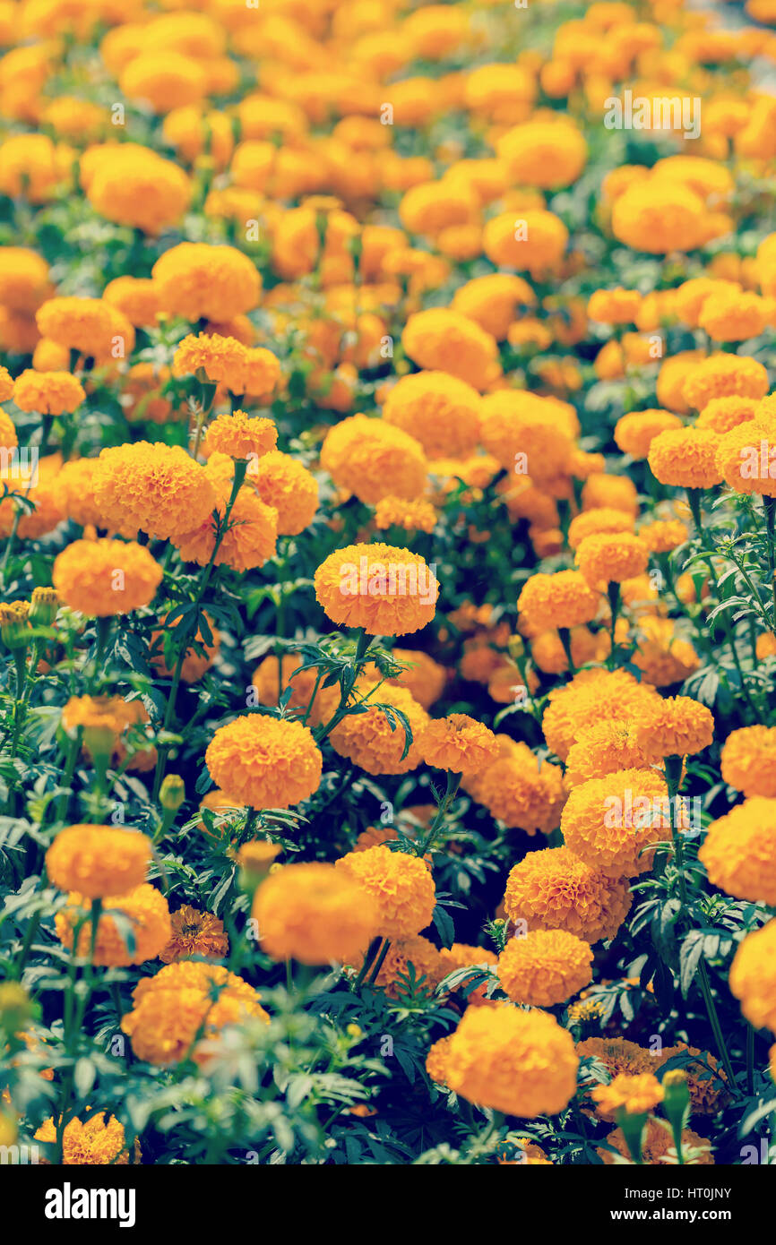 close up marigold flower on field Stock Photo